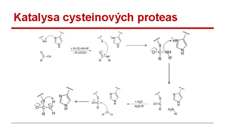 Katalysa cysteinových proteas 