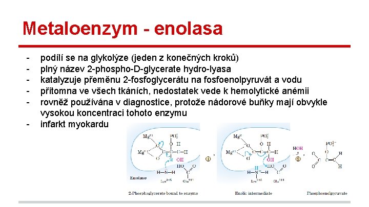 Metaloenzym - enolasa - podílí se na glykolýze (jeden z konečných kroků) plný název