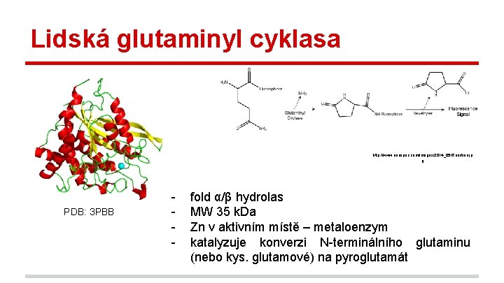 Lidská glutaminyl cyklasa http: //www. anaspec. com/images/2014_05/Reaction. jp g PDB: 3 PBB - fold