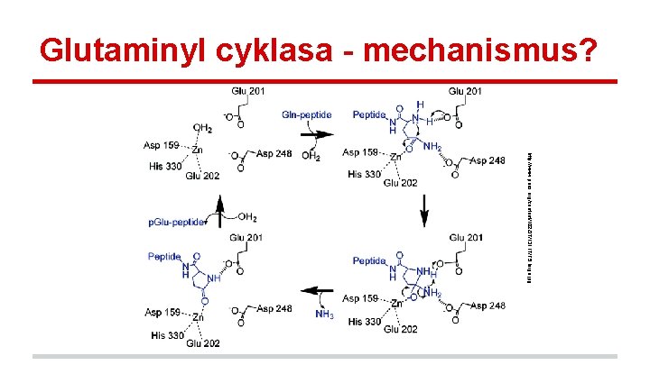 Glutaminyl cyklasa - mechanismus? http: //www. pnas. org/content/102/37/13117/F 5. large. jpg 