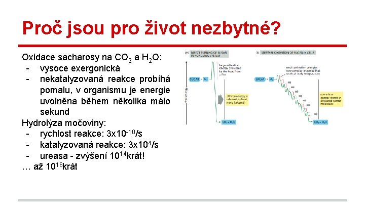 Proč jsou pro život nezbytné? Oxidace sacharosy na CO 2 a H 2 O: