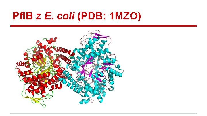 Pfl. B z E. coli (PDB: 1 MZO) 