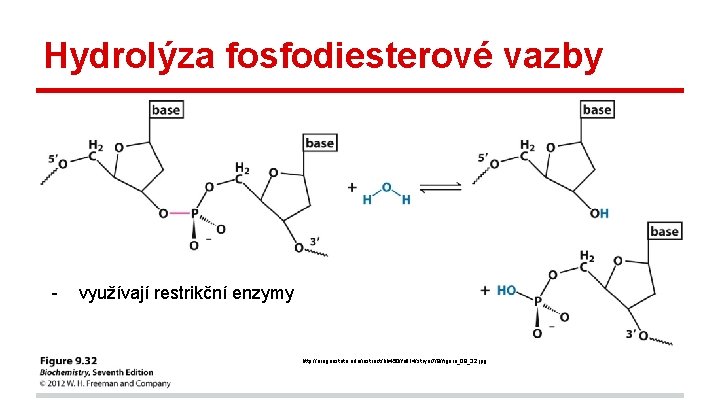 Hydrolýza fosfodiesterové vazby - využívají restrikční enzymy http: //oregonstate. edu/instruct/bb 450/fall 14/stryer 7/9/figure_09_32. jpg