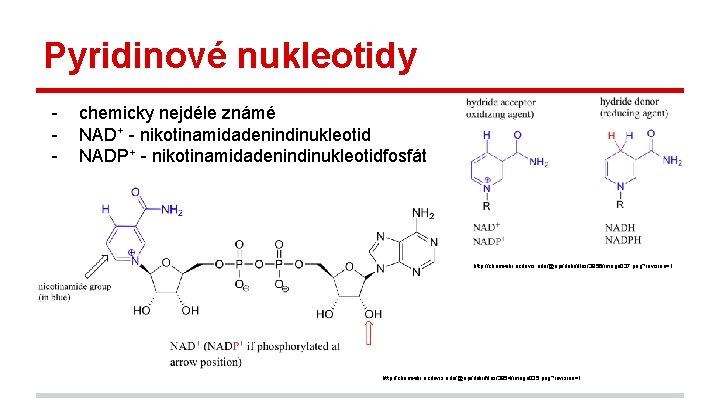 Pyridinové nukleotidy - chemicky nejdéle známé NAD+ - nikotinamidadenindinukleotid NADP+ - nikotinamidadenindinukleotidfosfát http: //chemwiki.
