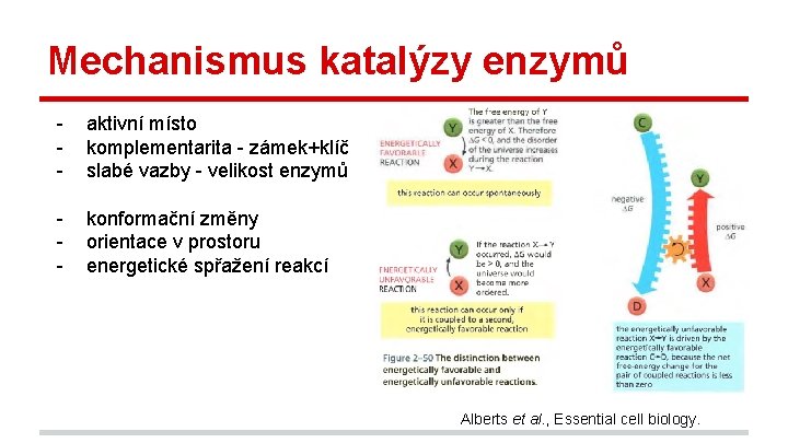 Mechanismus katalýzy enzymů - aktivní místo komplementarita - zámek+klíč slabé vazby - velikost enzymů