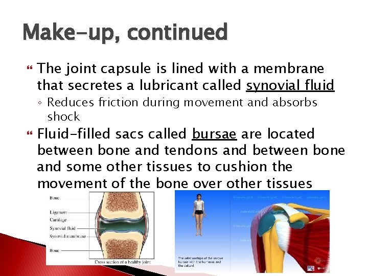 Make-up, continued The joint capsule is lined with a membrane that secretes a lubricant