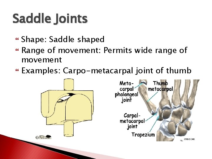 Saddle Joints Shape: Saddle shaped Range of movement: Permits wide range of movement Examples: