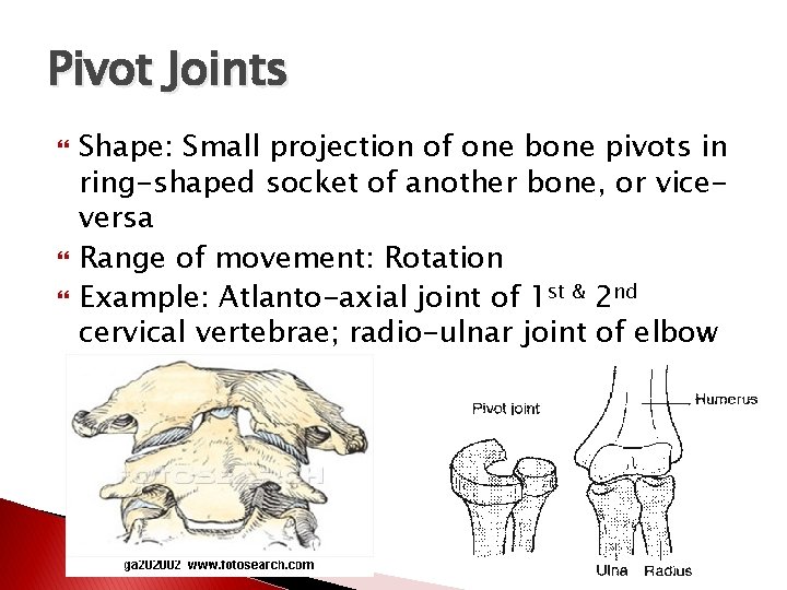 Pivot Joints Shape: Small projection of one bone pivots in ring-shaped socket of another