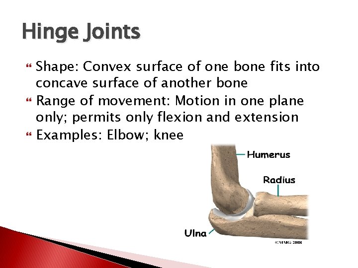 Hinge Joints Shape: Convex surface of one bone fits into concave surface of another