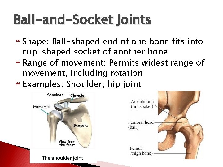 Ball-and-Socket Joints Shape: Ball-shaped end of one bone fits into cup-shaped socket of another