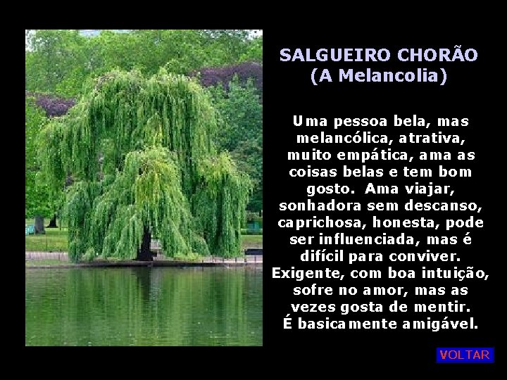 SALGUEIRO CHORÃO (A Melancolia) Uma pessoa bela, mas melancólica, atrativa, muito empática, ama as