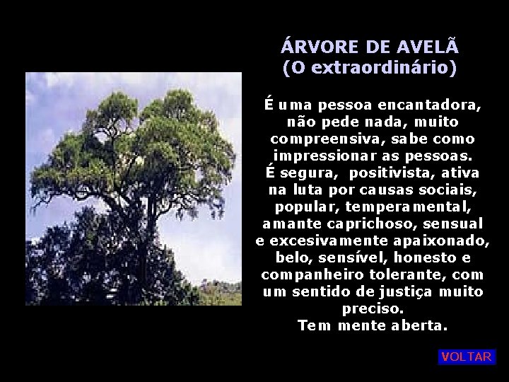 ÁRVORE DE AVELÃ (O extraordinário) É uma pessoa encantadora, não pede nada, muito compreensiva,