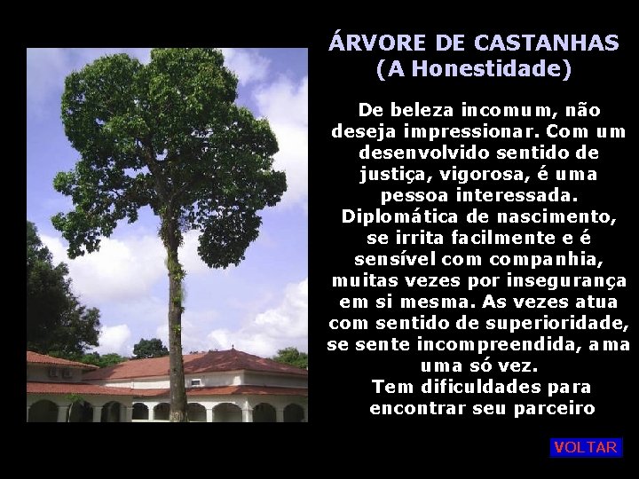 ÁRVORE DE CASTANHAS (A Honestidade) De beleza incomum, não deseja impressionar. Com um desenvolvido