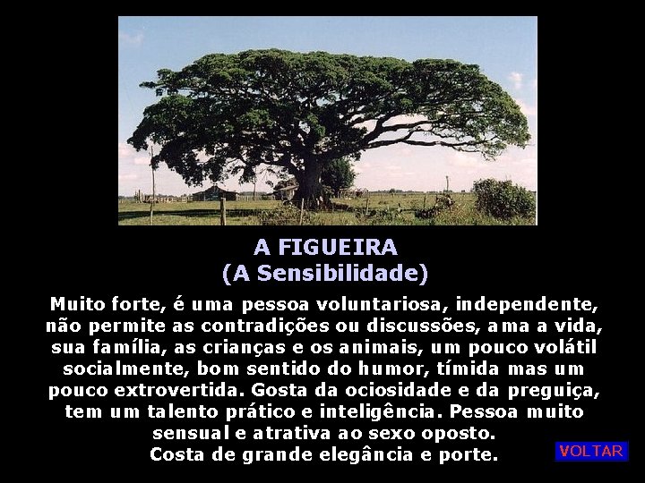 A FIGUEIRA (A Sensibilidade) Muito forte, é uma pessoa voluntariosa, independente, não permite as