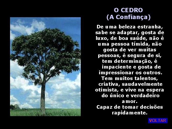 O CEDRO (A Confiança) De uma beleza estranha, sabe se adaptar, gosta de luxo,