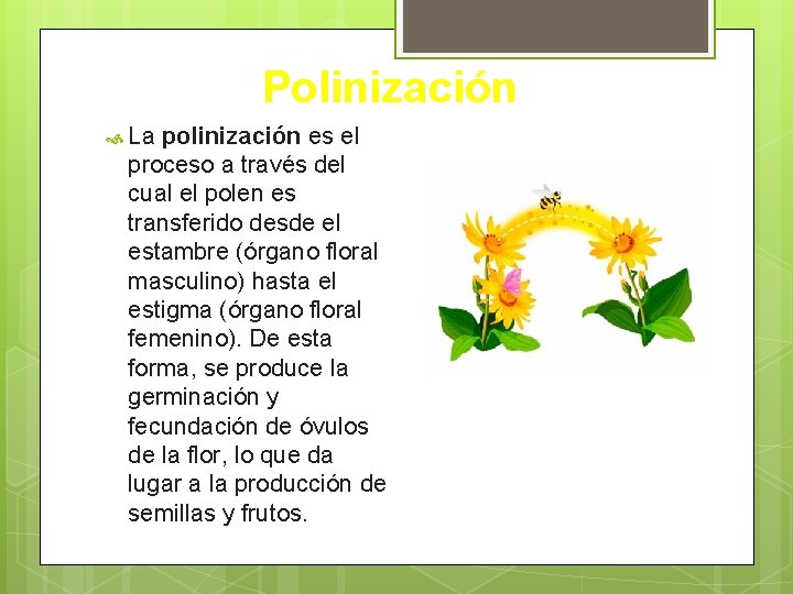 Polinización La polinización es el proceso a través del cual el polen es transferido
