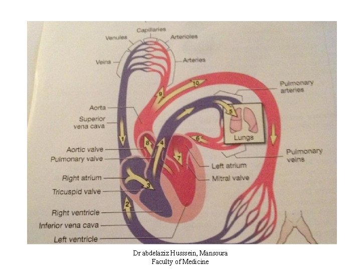 Dr abdelaziz Husssein, Mansoura Faculty of Medicine 