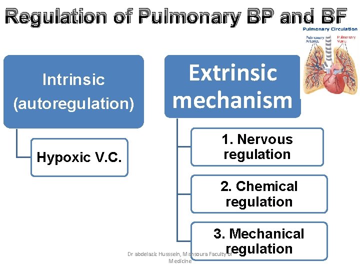 Regulation of Pulmonary BP and BF Intrinsic (autoregulation) Extrinsic mechanism 1. Nervous regulation Hypoxic