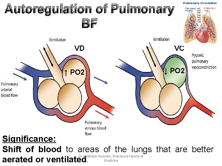 Autoregulation of Pulmonary BF VD ↑ PO 2 VC ↓ PO 2 Significance: Shift