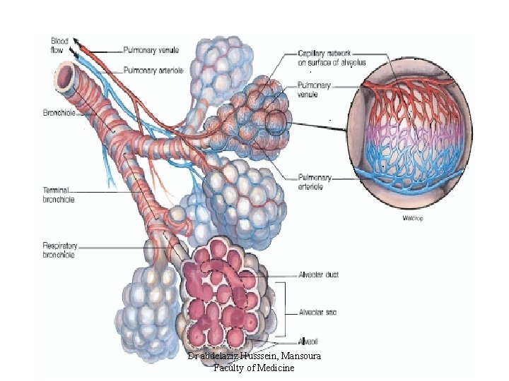 Dr abdelaziz Husssein, Mansoura Faculty of Medicine 