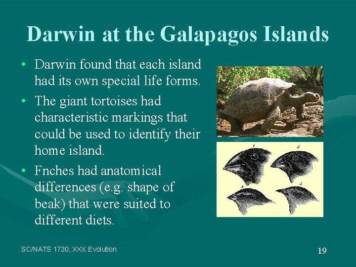 Darwin at the Galapagos Islands • Darwin found that each island had its own