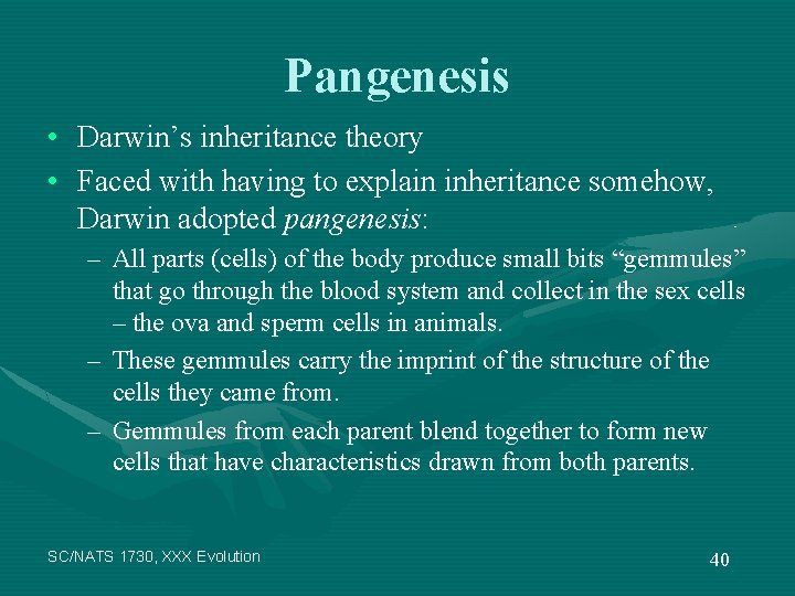 Pangenesis • Darwin’s inheritance theory • Faced with having to explain inheritance somehow, Darwin