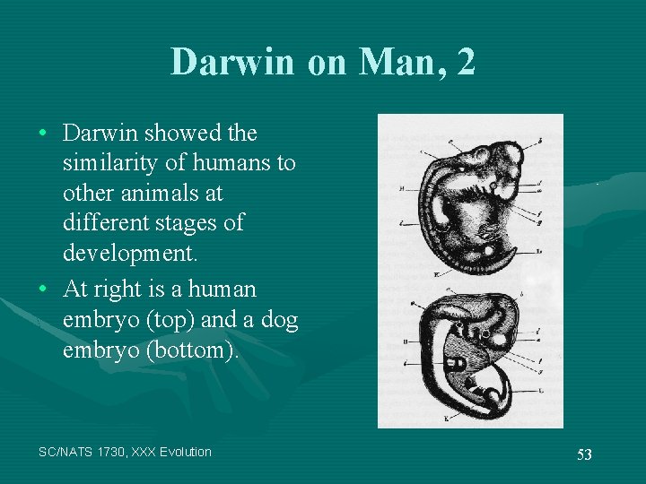 Darwin on Man, 2 • Darwin showed the similarity of humans to other animals