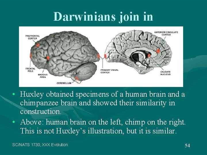 Darwinians join in • Huxley obtained specimens of a human brain and a chimpanzee