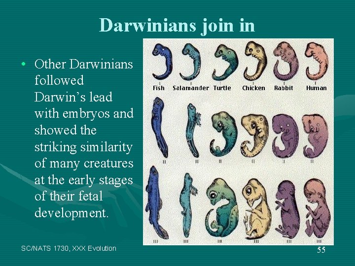 Darwinians join in • Other Darwinians followed Darwin’s lead with embryos and showed the