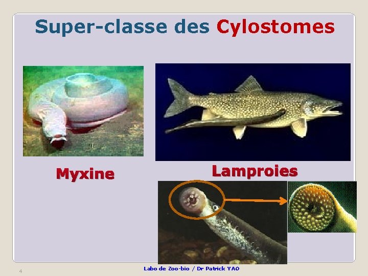Super-classe des Cylostomes Myxine 4 Lamproies Labo de Zoo-bio / Dr Patrick YAO 