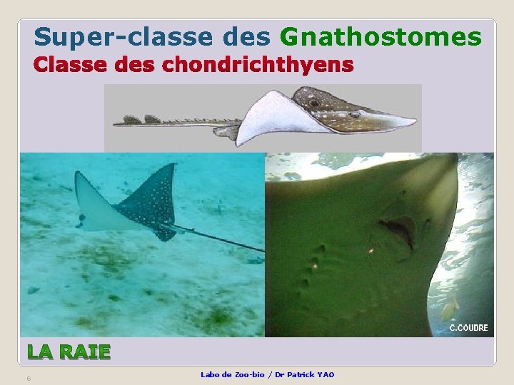 Super-classe des Gnathostomes Classe des chondrichthyens LA RAIE 6 Labo de Zoo-bio / Dr