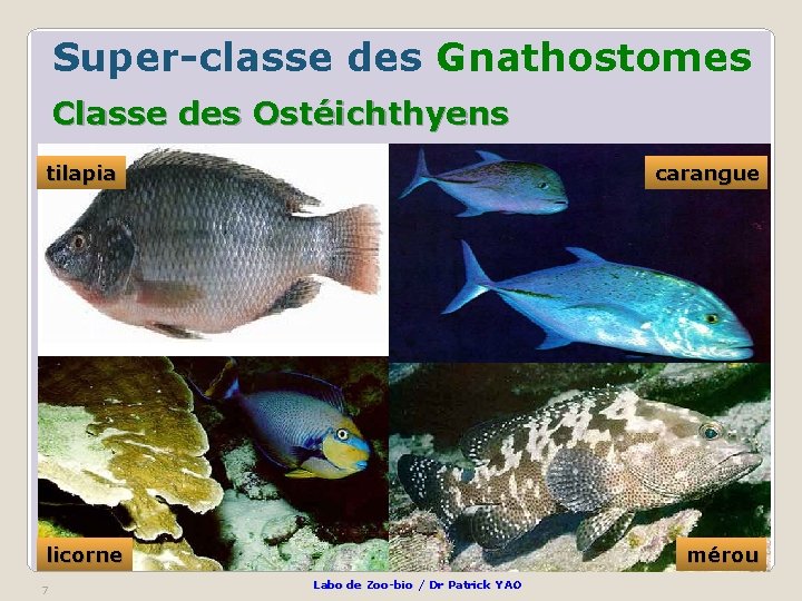 Super-classe des Gnathostomes Classe des Ostéichthyens tilapia carangue licorne 7 mérou Labo de Zoo-bio