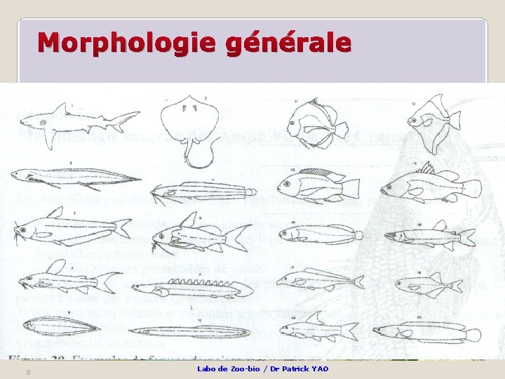 Morphologie générale 8 Labo de Zoo-bio / Dr Patrick YAO 