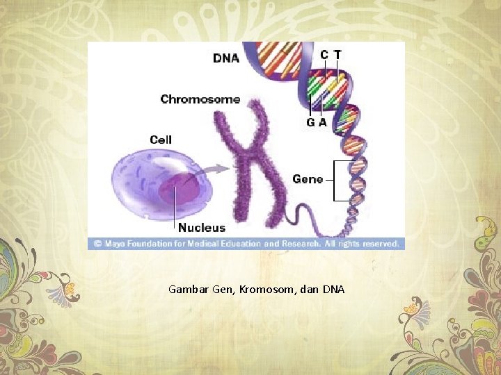 Gambar Gen, Kromosom, dan DNA 