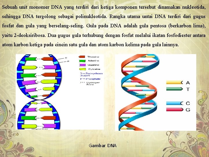 Sebuah unit monomer DNA yang terdiri dari ketiga komponen tersebut dinamakan nukleotida, sehingga DNA