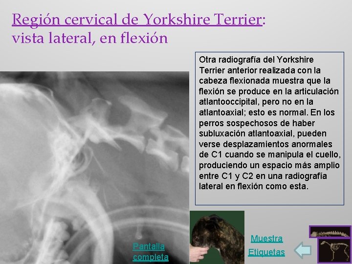 Región cervical de Yorkshire Terrier: vista lateral, en flexión Otra radiografía del Yorkshire Terrier
