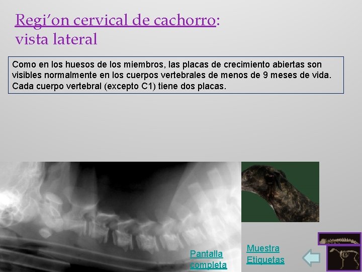 Regi’on cervical de cachorro: vista lateral Como en los huesos de los miembros, las