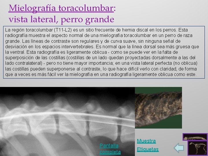 Mielografía toracolumbar: vista lateral, perro grande La región toracolumbar (T 11 -L 2) es
