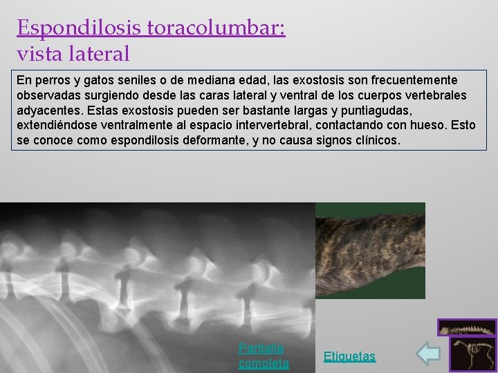 Espondilosis toracolumbar: vista lateral En perros y gatos seniles o de mediana edad, las