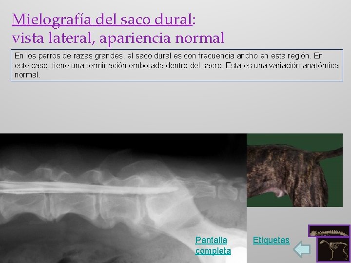 Mielografía del saco dural: vista lateral, apariencia normal En los perros de razas grandes,