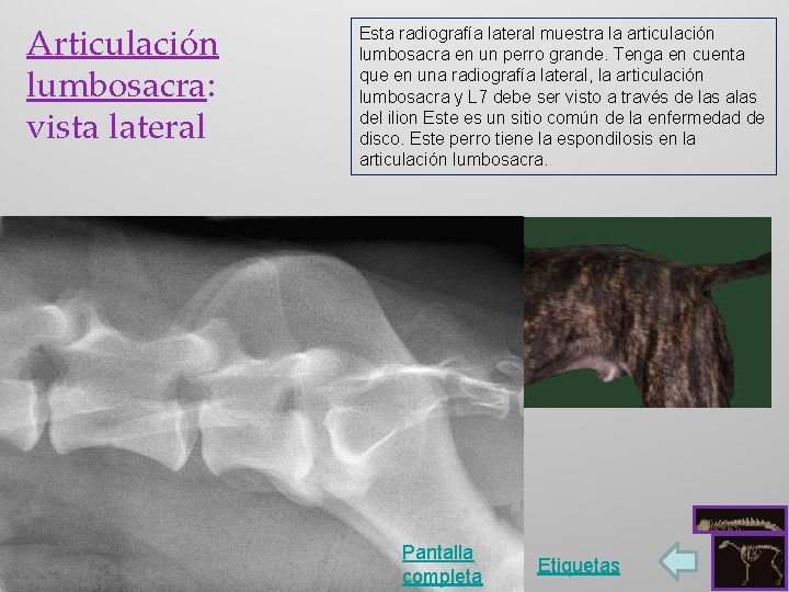 Articulación lumbosacra: vista lateral Esta radiografía lateral muestra la articulación lumbosacra en un perro