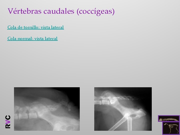 Vértebras caudales (coccígeas) Cola de tornillo: vista lateral Cola normal: vista lateral 