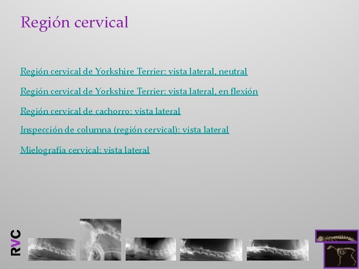 Región cervical de Yorkshire Terrier: vista lateral, neutral Región cervical de Yorkshire Terrier: vista