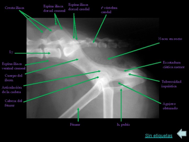 Cresta ilíaca Espina ilíaca dorsal craneal dorsal caudal 1 a vértebra caudal Heces en