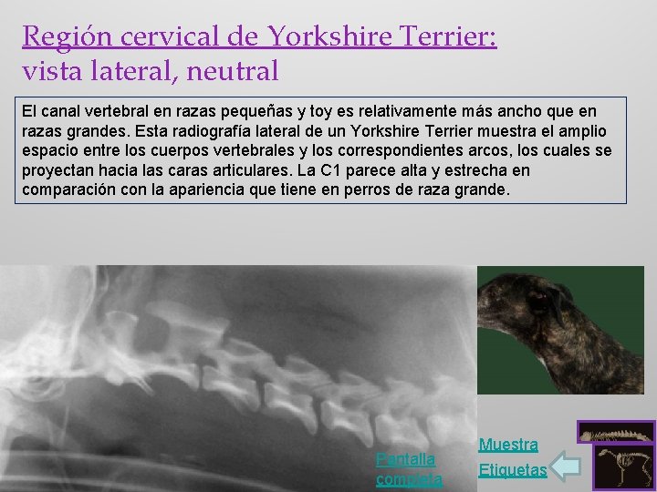 Región cervical de Yorkshire Terrier: vista lateral, neutral El canal vertebral en razas pequeñas