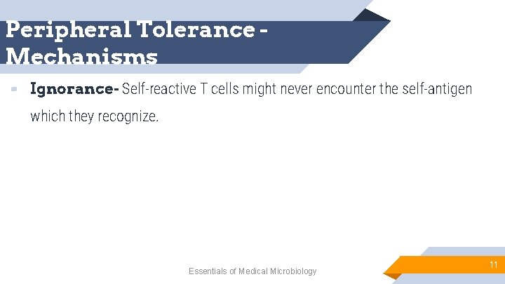 Peripheral Tolerance Mechanisms ▰ Ignorance- Self-reactive T cells might never encounter the self-antigen which