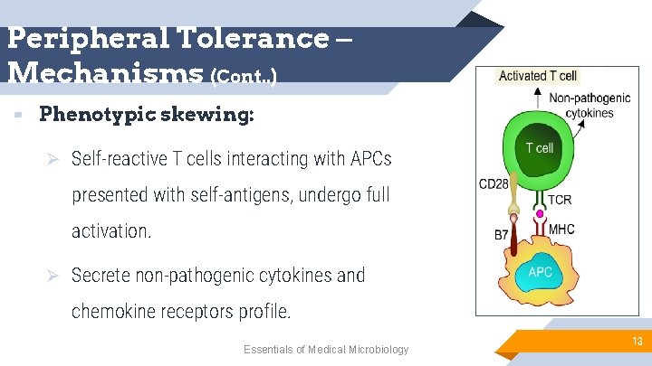 Peripheral Tolerance – Mechanisms (Cont. . ) ▰ Phenotypic skewing: Ø Self-reactive T cells