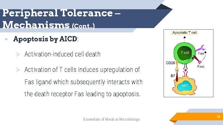 Peripheral Tolerance – Mechanisms (Cont. . ) ▰ Apoptosis by AICD: Ø Activation-induced cell