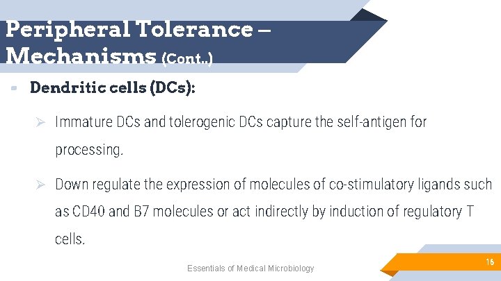 Peripheral Tolerance – Mechanisms (Cont. . ) ▰ Dendritic cells (DCs): Ø Immature DCs