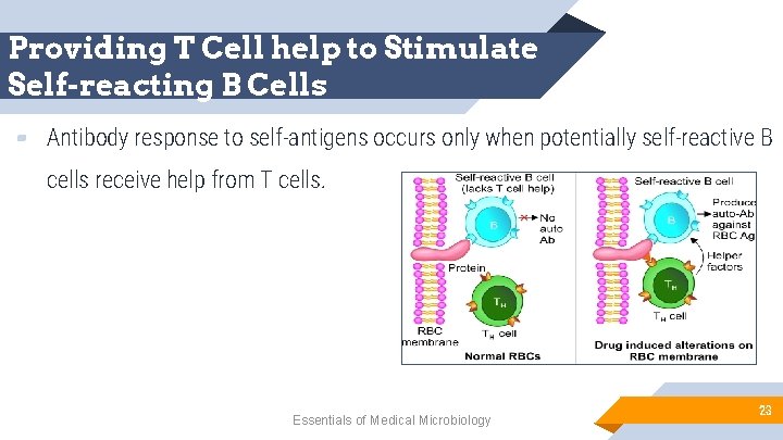 Providing T Cell help to Stimulate Self-reacting B Cells ▰ Antibody response to self-antigens